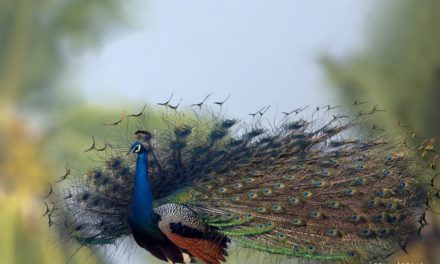 ಲೀಲಾ ಅಪ್ಪಾಜಿ ತೆಗೆದ ದಿನದ ಚಿತ್ರ