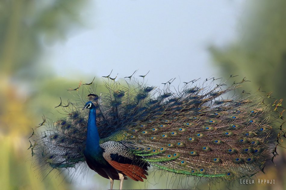 ಲೀಲಾ ಅಪ್ಪಾಜಿ ತೆಗೆದ ದಿನದ ಚಿತ್ರ