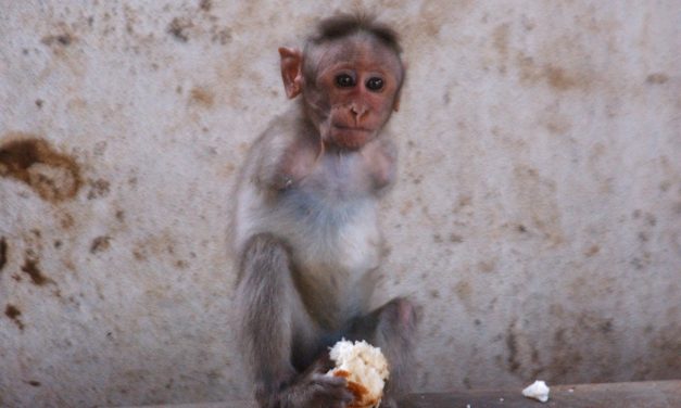 ನೇತ್ರರಾಜು ಹಿಡಿದ ಈ ದಿನದ ಫೋಟೋ