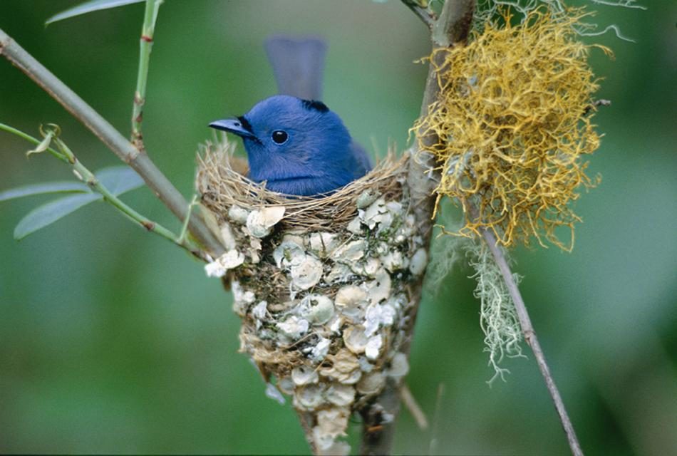 ಕೃಪಾಕರ ಸೇನಾನಿ ಸೆರೆ ಹಿಡಿದ ನೀಲಿ ಮೊನಾರ್ಕ್ ಹಕ್ಕಿ