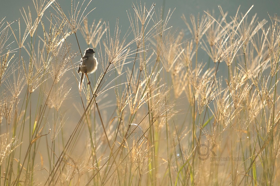 ಗೌರೀಶ್ ಕಪನಿ ತೆಗೆದ ಈ ದಿನದ ಚಿತ್ರ