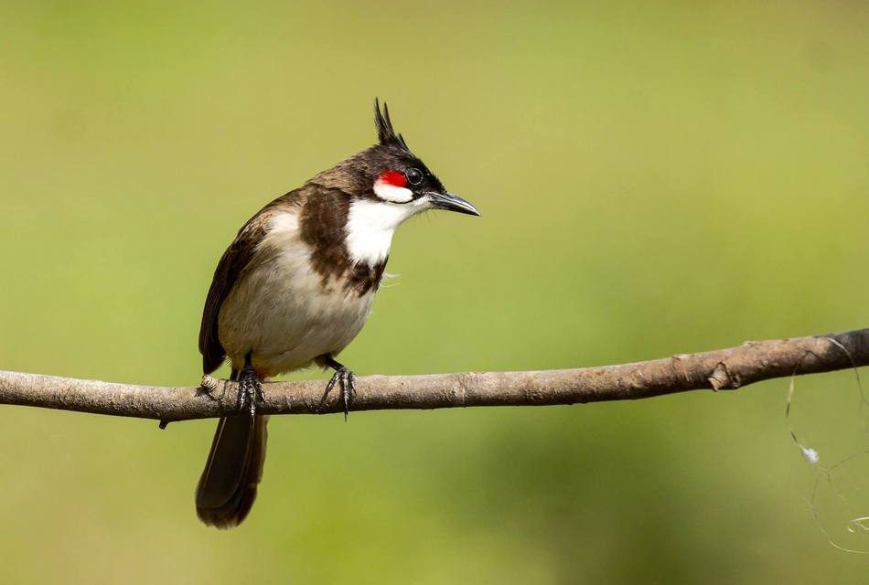 ಭಗವತಿ ಎಂ ಆರ್ ತೆಗೆದ ಕೆಮ್ಮೀಸೆ ಪಿಕಳಾರದ  ಚಿತ್ರ