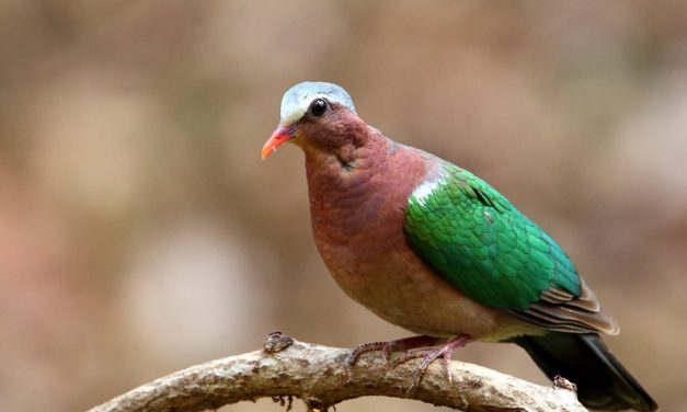 ಸ್ವರೂಪ್ ಭಾರದ್ವಾಜ್ ತೆಗೆದ ಪಚ್ಚೆ ಪಾರಿವಾಳದ ಚಿತ್ರ