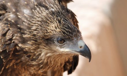 ‘ಹದ್ದು’ ಮೀರಿದ ಹಾದಿ:ಭಗವತಿ ಬರೆಯುವ ಅಲಕ್ಷಿತ ಹಕ್ಕಿಗಳ ಕಥನ