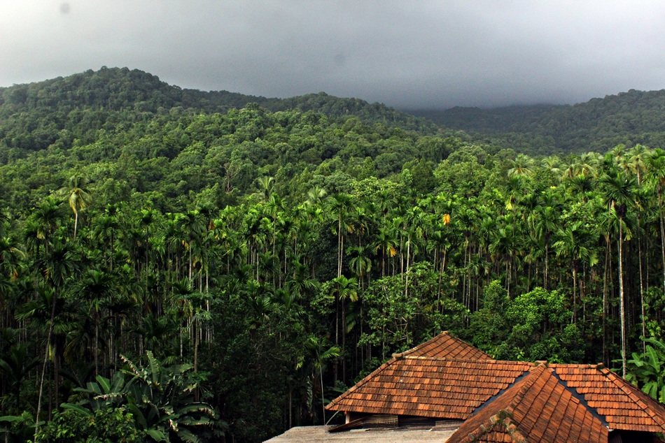 ಸಣ್ಣಗೆ ಹನಿವ ಮಳೆಯ ಸದ್ದಲ್ಲಿ ಕಾಡು ಮತ್ತಷ್ಟು ಮಾತಾಡಿತು