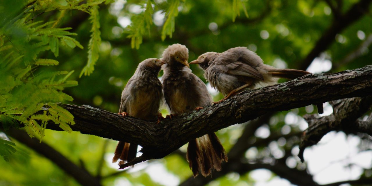 ಗಿರೀಶ್ ಕುಮಾರ್ ತೆಗೆದ ಹರಟೆ ಮಲ್ಲ ಹಕ್ಕಿಗಳ ಚಿತ್ರ