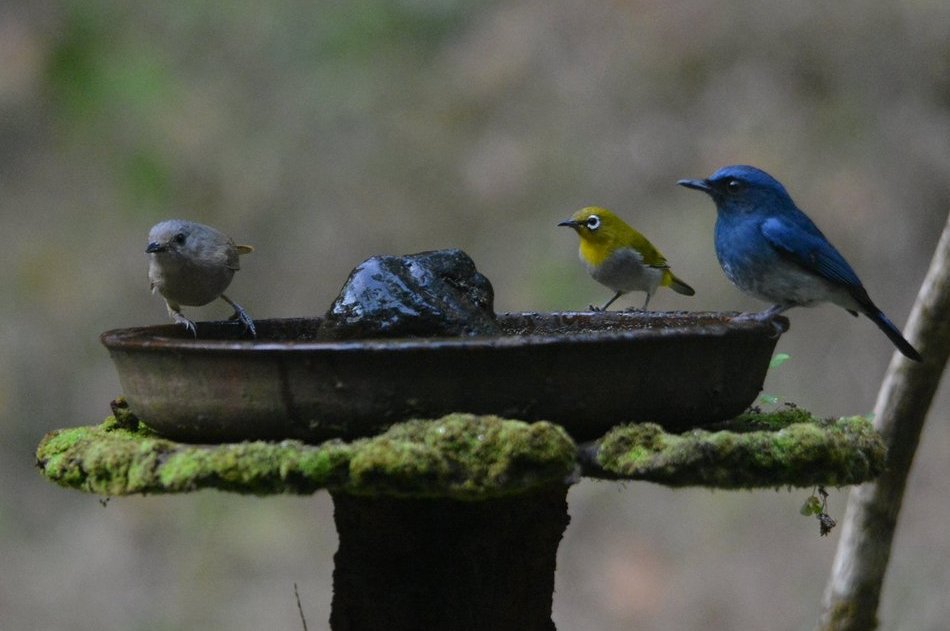 ಡಾ.ಸಚಿನ್ ಹೊಸಕಟ್ಟಿ ತೆಗೆದ ಈ ದಿನದ ಚಿತ್ರ.
