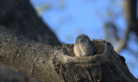 ದರ್ಶನ್ ತೆಗೆದ ಈ ದಿನದ ಚಿತ್ರ.