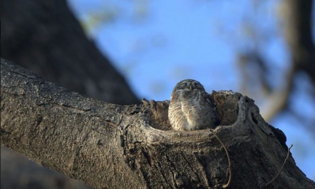 ದರ್ಶನ್ ತೆಗೆದ ಈ ದಿನದ ಚಿತ್ರ.