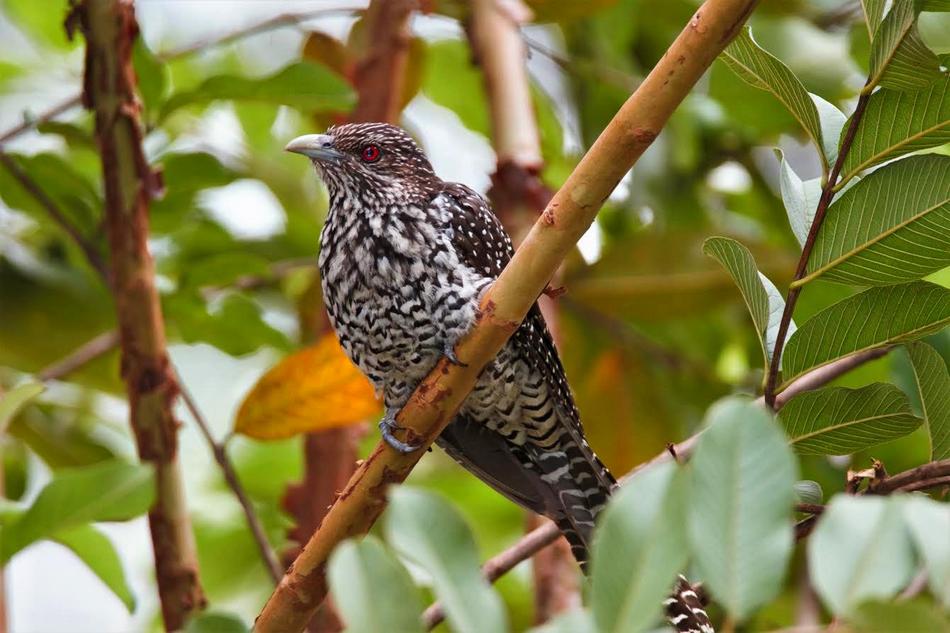 ಡಾ. ವಾಣಿ ಮಹೇಶ ತೆಗೆದ ಏಷ್ಯನ್ ಕೋಯಲ್ ಹೆಣ್ಣು ಹಕ್ಕಿಯ ಚಿತ್ರ.
