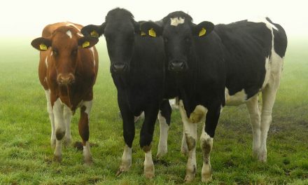 ಚೀಸನು ಮೆಲ್ಲದ ನಾಲಗೆ ಯಾಕೆ?:ಸೀಮಾ ಹೆಗಡೆ ಅಂಕಣ