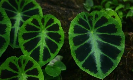 ಮಾಳದ ಕಾಡಲ್ಲಿ ಬದುಕಿರುವ ಶಂಕರ ಜೋಶಿಯವರು:ಪ್ರಸಾದ್ ಶೆಣೈ ಕಥಾನಕ