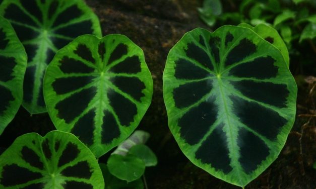 ಮಾಳದ ಕಾಡಲ್ಲಿ ಬದುಕಿರುವ ಶಂಕರ ಜೋಶಿಯವರು:ಪ್ರಸಾದ್ ಶೆಣೈ ಕಥಾನಕ