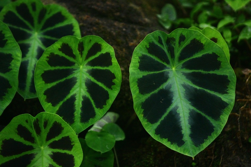 ಮಾಳದ ಕಾಡಲ್ಲಿ ಬದುಕಿರುವ ಶಂಕರ ಜೋಶಿಯವರು:ಪ್ರಸಾದ್ ಶೆಣೈ ಕಥಾನಕ