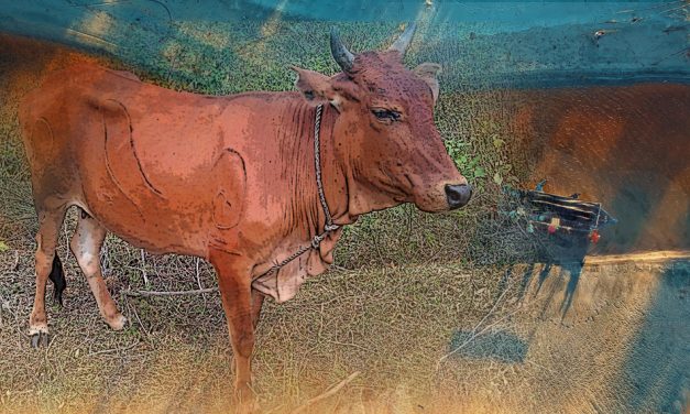 ನನ್ನ ಉಪ್ಪಾಪನಿಗೊಂದು ಕೆಂಪಿ ಇತ್ತು:ಫಾತಿಮಾ ರಲಿಯ ಅಂಕಣ