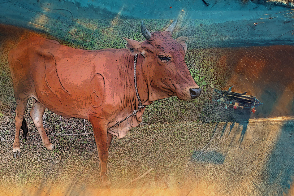 ನನ್ನ ಉಪ್ಪಾಪನಿಗೊಂದು ಕೆಂಪಿ ಇತ್ತು:ಫಾತಿಮಾ ರಲಿಯ ಅಂಕಣ