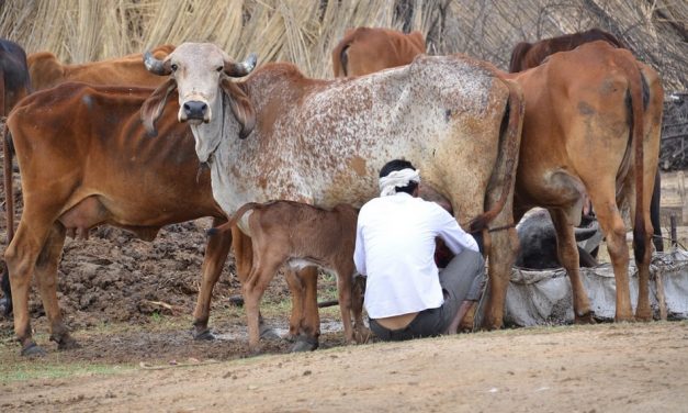 “ಮನೆಯಂಗಳದಿ ಕರುವೊಂದು ಚಂಗನೇ…”: ರೂಪಶ್ರೀ ಅಂಕಣ