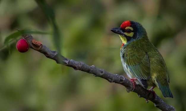 ವಿನೋದ್ ಕುಮಾರ್ ತೆಗೆದ ಕಂಚುಕುಟಿಗ ಹಕ್ಕಿಯ ಚಿತ್ರ