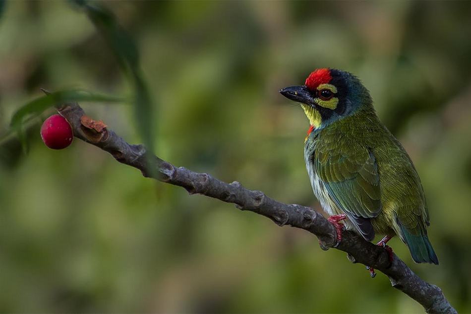 ವಿನೋದ್ ಕುಮಾರ್ ತೆಗೆದ ಕಂಚುಕುಟಿಗ ಹಕ್ಕಿಯ ಚಿತ್ರ