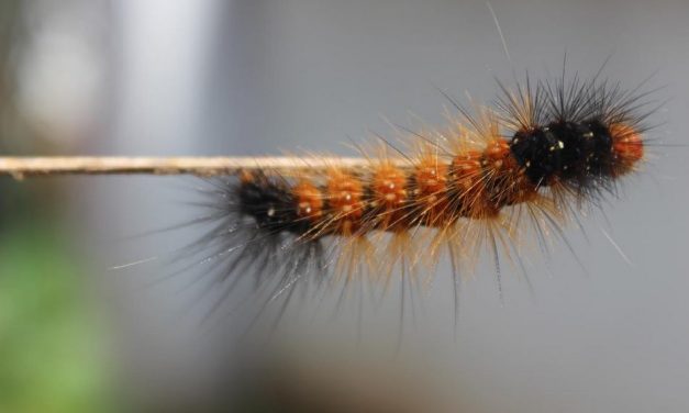 ಅರ್ಚನಾ ಖ್ಯಾಡಿ ತೆಗೆದ ಈ ದಿನದ ಚಿತ್ರ.