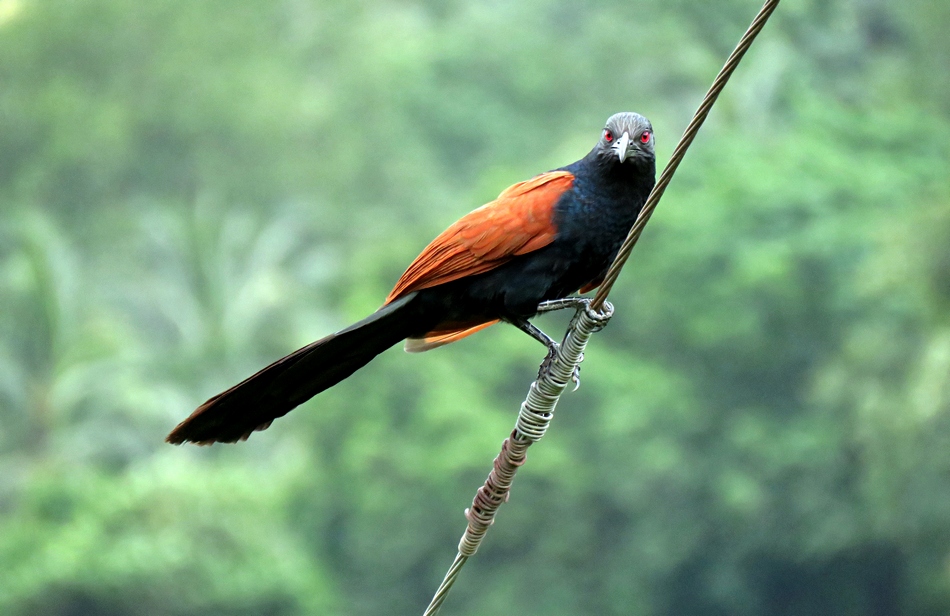 ಎನ್ನಯ ಹಕ್ಕಿಗಳ ಲೋಕ:ಮುನವ್ವರ್ ಪರಿಸರ ಕಥನ