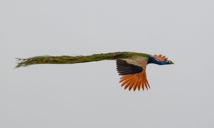 ಗಿರೀಶ್ ಕುಮಾರ್ ತೆಗೆದ ಹಾರುವ ನವಿಲಿನ ಚಿತ್ರ.