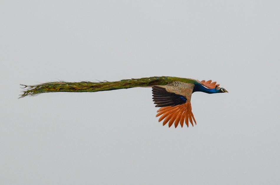 ಗಿರೀಶ್ ಕುಮಾರ್ ತೆಗೆದ ಹಾರುವ ನವಿಲಿನ ಚಿತ್ರ.