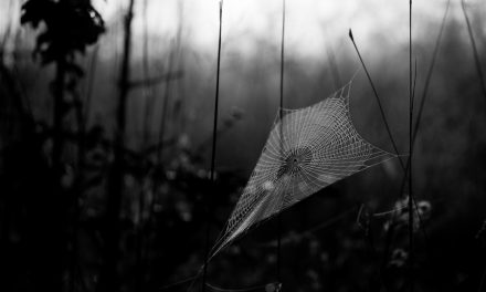 ಆದರ್ಶ ಬಿ.ಎಸ್ ತೆಗೆದ ಈ ದಿನದ ಚಿತ್ರ