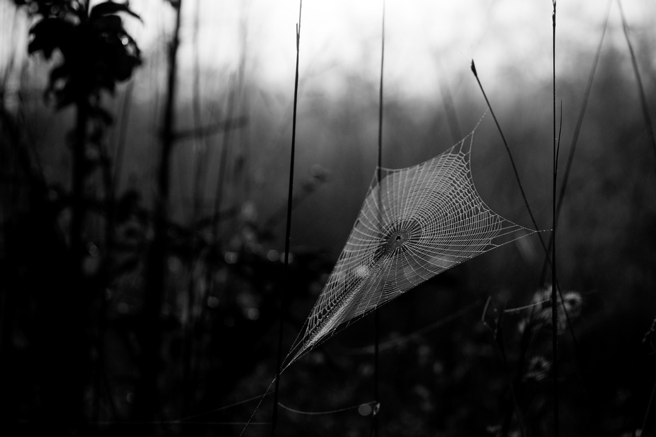 ಆದರ್ಶ ಬಿ.ಎಸ್ ತೆಗೆದ ಈ ದಿನದ ಚಿತ್ರ