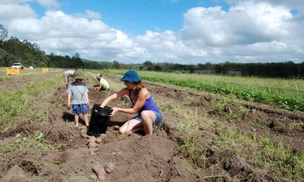 ಆಸ್ಟ್ರೇಲಿಯಾದಲ್ಲಿ ಸಾವಯವ ಆಹಾರ:ವಿನತೆ ಶರ್ಮಾ ಅಂಕಣ