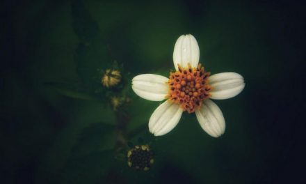 ಅಭಿಷೇಕ್ ವಿ.ಜಿ. ತೆಗೆದ ಈ ದಿನದ ಚಿತ್ರ