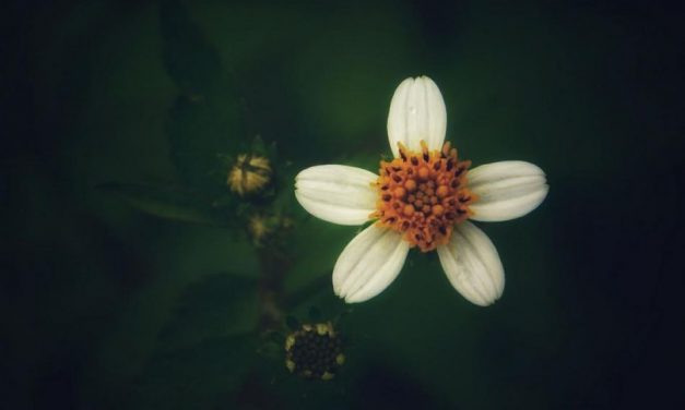 ಅಭಿಷೇಕ್ ವಿ.ಜಿ. ತೆಗೆದ ಈ ದಿನದ ಚಿತ್ರ