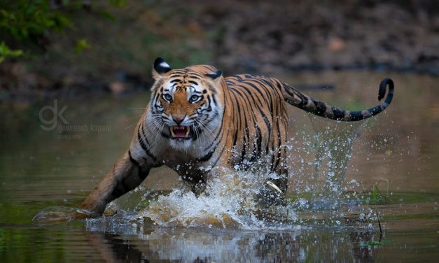 ಗೌರೀಶ್ ಕಪನಿ ತೆಗೆದ ಹುಲಿಯ ಚಿತ್ರ.