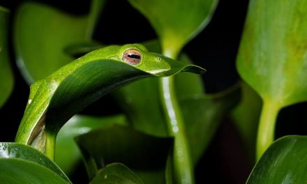ಮಣಿಕಂದನ್ ತಿಮ್ಮ ತೆಗೆದ ಈ ದಿನದ ಚಿತ್ರ
