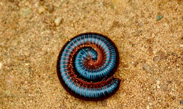 ಡಾ. ಆನಂದ್ ಕುಮಾರ್ ತೆಗೆದ ಸಾವಿರ ಕಾಲುಗಳ ರಾಜನ ಚಿತ್ರ