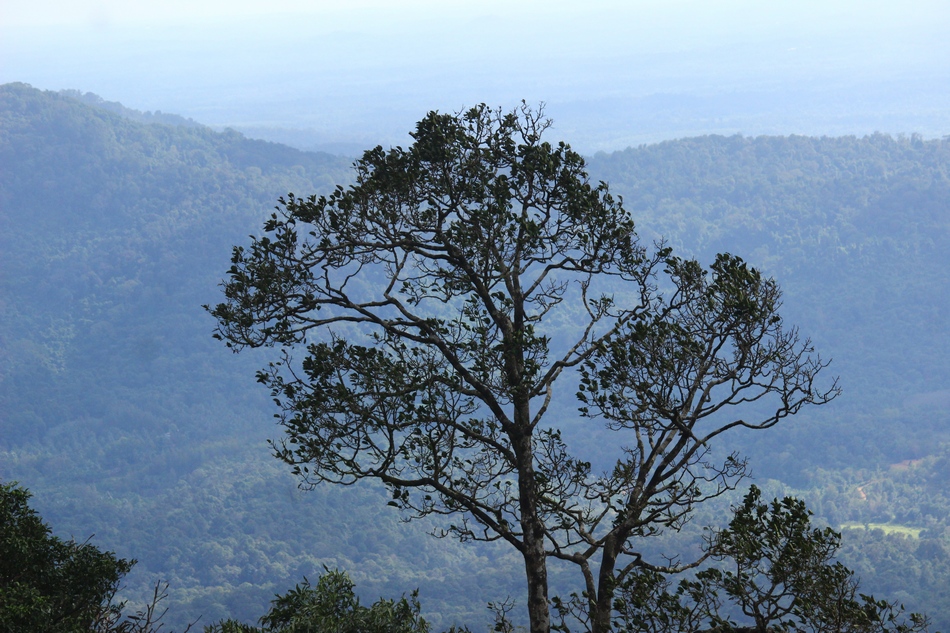 ಪಿಸುನುಡಿವ ಕಾಡಲ್ಲಿ ಕೇಳಿಸಿದ ಹಾಡು