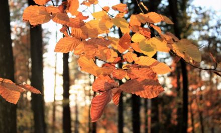 ಈಗಲೂ ಸಾಲುಗಳನ್ನು ಜೋಡಿಸಿಕೊಳ್ಳುವ ಕೀಟ್ಸ್ ಕವಿಯ ಶರತ್ಕಾಲದ ಕವಿತೆ