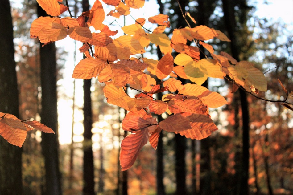 ಈಗಲೂ ಸಾಲುಗಳನ್ನು ಜೋಡಿಸಿಕೊಳ್ಳುವ ಕೀಟ್ಸ್ ಕವಿಯ ಶರತ್ಕಾಲದ ಕವಿತೆ