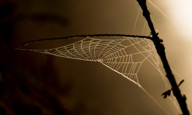 ಆದರ್ಶ ಬಿ.ಎಸ್ ತೆಗೆದ ಈ ದಿನದ ಚಿತ್ರ