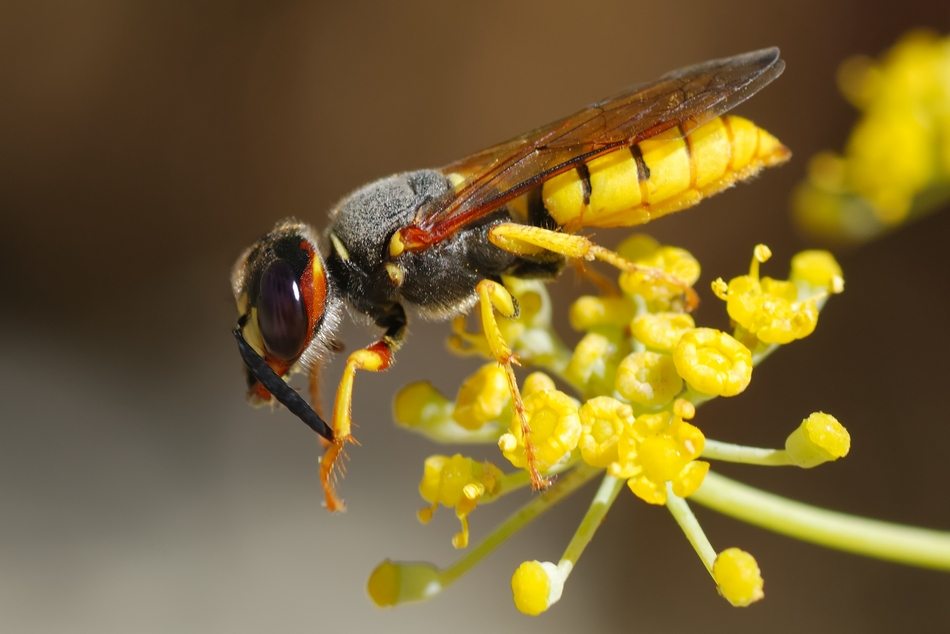 ಹುಳು ಕಚ್ಚಿದ ಕೈಬೆರಳು ಆನೆಕಾಲಿನಂತೆ ಊದಿಕೊಂಡಿತ್ತು.