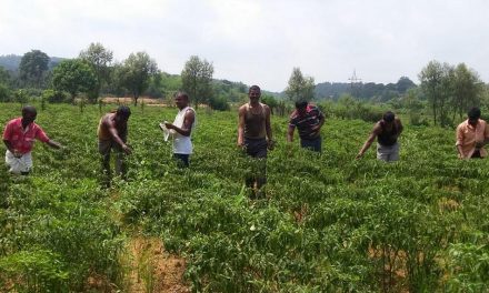 ಬಿಡುಗಡೆಯೆಂಬ ರೆಕ್ಕೆಯೊಂದಿಗೆ ಮಾತು:ಸುಜಾತಾ ತಿರುಗಾಟ ಕಥನ