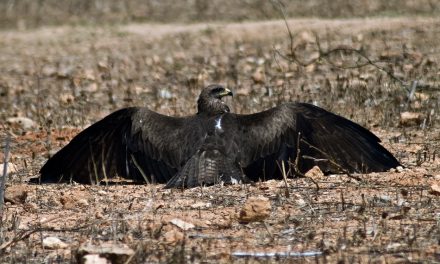 ಅಶ್ವಥ ಕೆ.ಎನ್ ತೆಗೆದ ಈ ದಿನದ ಚಿತ್ರ