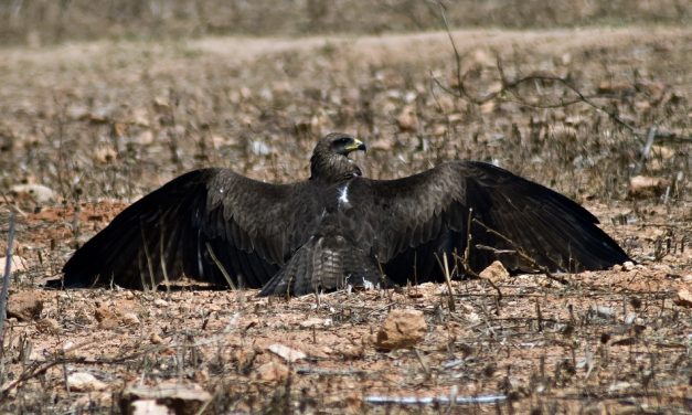 ಅಶ್ವಥ ಕೆ.ಎನ್ ತೆಗೆದ ಈ ದಿನದ ಚಿತ್ರ