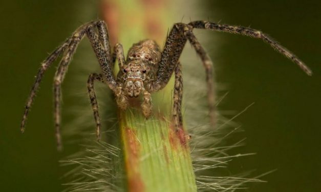 ಸುಮುಖ ಜಾವಗಲ್ ತೆಗೆದ ಈ ದಿನದ ಚಿತ್ರ