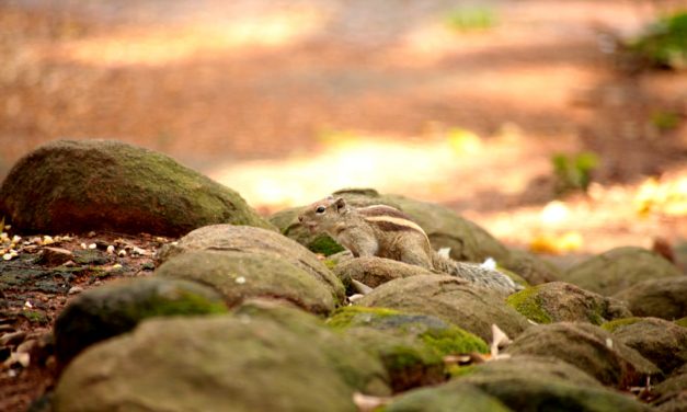 ಕೃಷ್ಣ ದೇವಾಂಗಮಠ ತೆಗೆದ ಈ ದಿನದ ಚಿತ್ರ