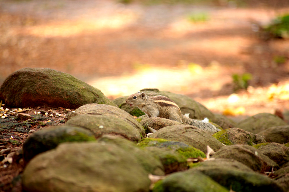 ಕೃಷ್ಣ ದೇವಾಂಗಮಠ ತೆಗೆದ ಈ ದಿನದ ಚಿತ್ರ