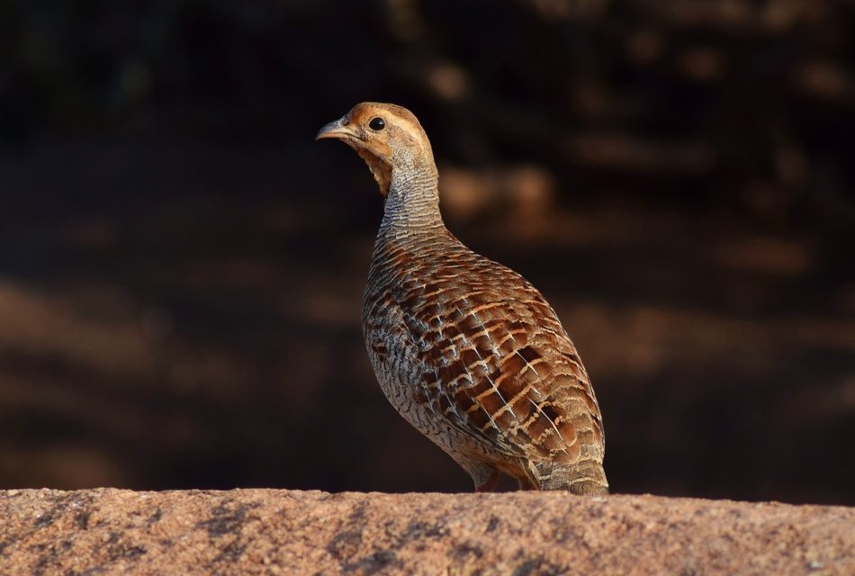 ಆರ್ ಕೆ ಜ್ಞಾನೇಶ್ವರ ತೆಗೆದ ಕೌಜುಗ ಹಕ್ಕಿಯ ಚಿತ್ರ
