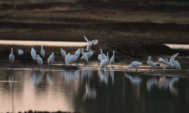 ಶ್ರೀಧರ.ಟಿ.ಕೆ.  ತೆಗೆದ ಈ ದಿನದ ಚಿತ್ರ