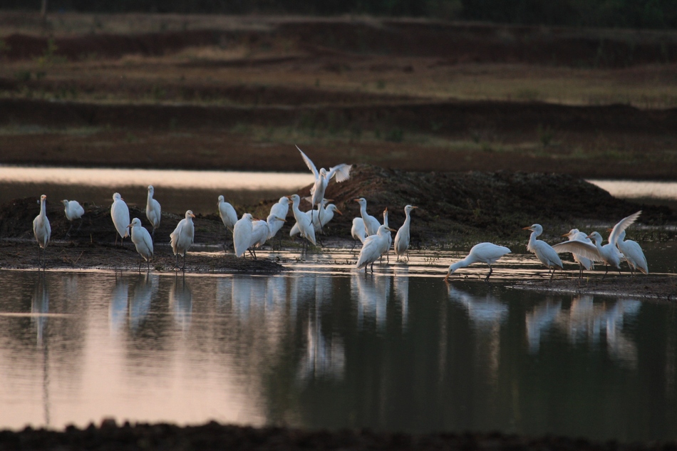 ಶ್ರೀಧರ.ಟಿ.ಕೆ.  ತೆಗೆದ ಈ ದಿನದ ಚಿತ್ರ