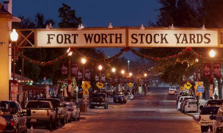 ಅಮೇರಿಕಾ, ಸಾಲು ಮರದ ತಿಮ್ಮಕ್ಕ ಹಾಗೂ ಕುರಿ ಕಾಮೇಗೌಡರು:ಸುಜಾತಾ ತಿರುಗಾಟ ಕಥನ